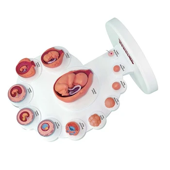 4D Človeški Zarodek Razvoj Anatomski Model Rasti Ploda Organ Poučevanja Alpinia Sestavljeni Igrače