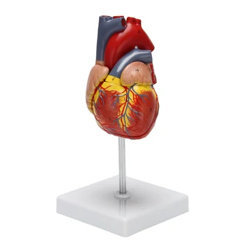 1: 1 Človeško Srce Model, Anatomsko Natančno Srce Model Življenje Velikost Človeško Okostje Anatomija Za Znanost Razredu Študija Zaslon