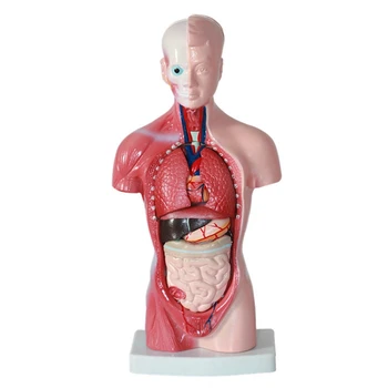 Človeški Trup Telo Model Anatomija Anatomski Notranjih Organov Montaža Model PVC Za Poučevanje Študentov Študija