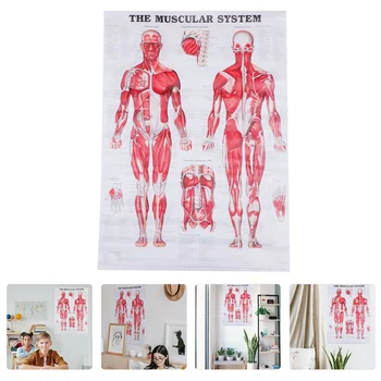 Človekove Mišične Diagram Sistema Zgradba Sistema Plakat, Diagram Telo Plakat