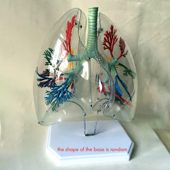 Človekove Anatomski Medicinske Pregleden Pljuč Segment Modela