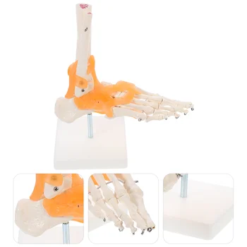 Manekenka Stopala, ki se Oblikuje Sklepe Model, z Vezmi Osnove Znanstveno Izobraževalne Zaloge Človeških Anatomskih Telo