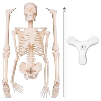 NOVO-45 CM Človeških Anatomskih Anatomija Skelet Modela Plakatov Naučijo Pomoči, Anatomijo Človeške Skeletne Model