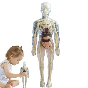 Zgradba Modela Za Otroke 3D Anatomija Lutka Organ, Organ Model Mehko, Človeško Telo Starosti 4 Znanosti In Izobraževanja Igrače Izmenljive Organ Kosti