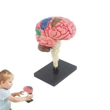 Zrkla Anatomija Model Človeškega Telesa Igrača Biologije Za Poučevanje Opreme Možganov Model Za Izobraževanje Šolske Potrebščine Znanost Razredu